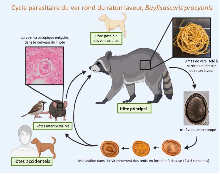 Cycle parasitaire du ver rond du ratonlaveur